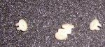 Click Here For Full Product Info E8193 NUT-LOWER ROCKER MOLDING-PLASTIC-8 PIECES-66-67